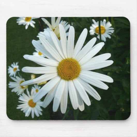 Shasta Daisy Mousepad (Vorne)