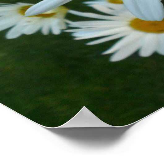 Shasta Daisy Poster (Ecke)