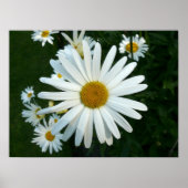 Shasta Daisy Poster (Vorne)