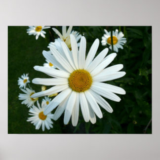 Shasta Daisy Poster