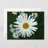 Shasta Daisy Postkarte (Vorne/Hinten)