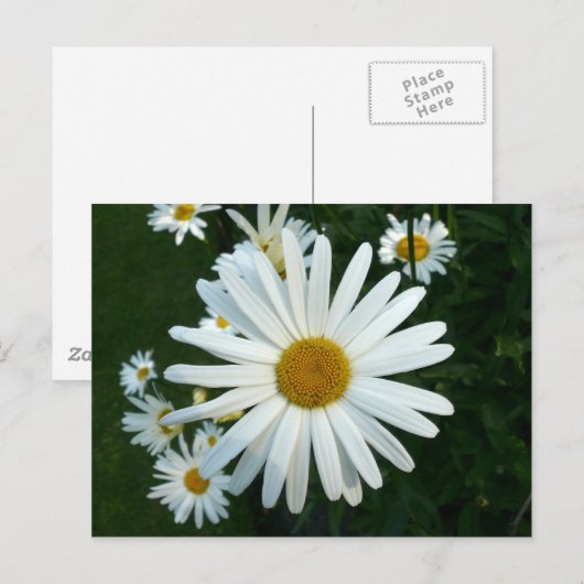 Shasta Daisy Postkarte (Vorne/Hinten)