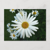 Shasta Daisy Postkarte (Vorderseite)