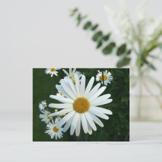 Shasta Daisy Postkarte (Stehend Vorderseite)