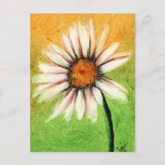 Shasta Daisy / Postkarten (Vorderseite)