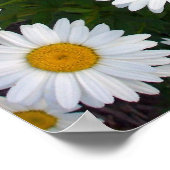 Shasta Daisy Summer Poster (Ecke)