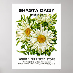 Shasta Daisy Vintag Seed Packet Poster