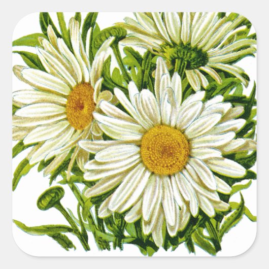 Shasta Daisy Vintag Seed Packet Quadratischer Aufkleber (Vorderseite)