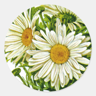 Shasta Daisy Vintag Seed Packet Runder Aufkleber