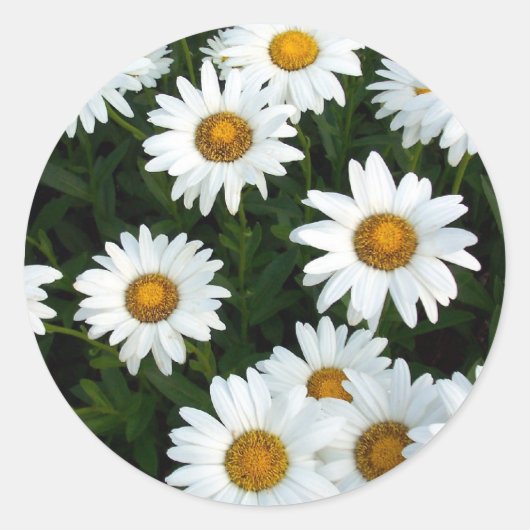 Shasta Daisy (WestCreek) Sticker (Vorderseite)