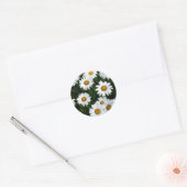 Shasta Daisy (WestCreek) Sticker (Umschlag)