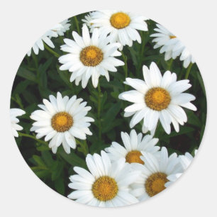 Shasta Daisy (WestCreek) Sticker