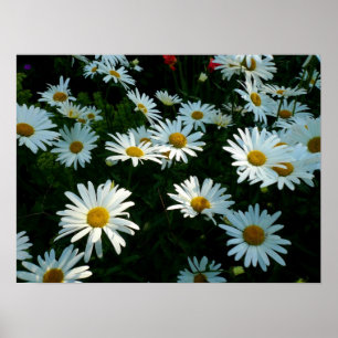 Shasta Gänseblümchen II Poster