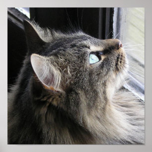 Shasta - in Gedanken Poster