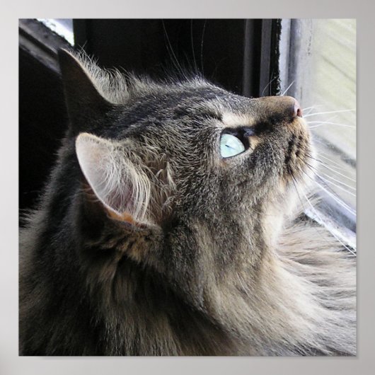 Shasta - in Gedanken Poster (Vorne)