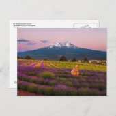 Shasta Lavender Sunset.. Postkarte (Vorne/Hinten)