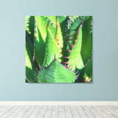 Shaw's Agave Leinwanddruck (Insitu (Holzboden))