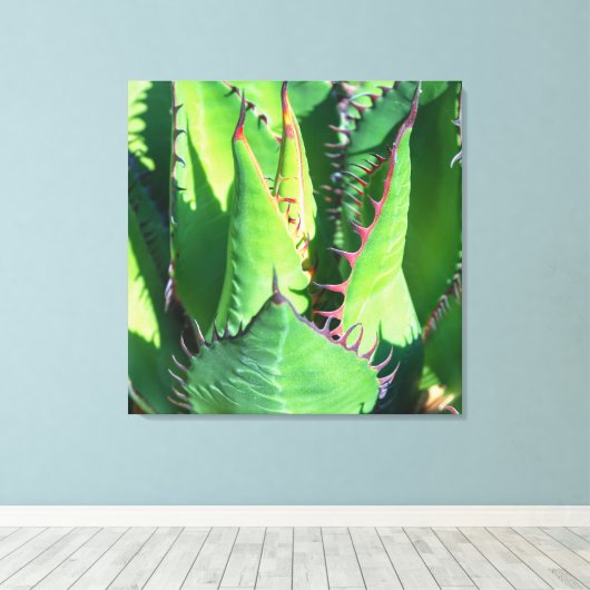 Shaw's Agave Leinwanddruck (Insitu (Holzboden))