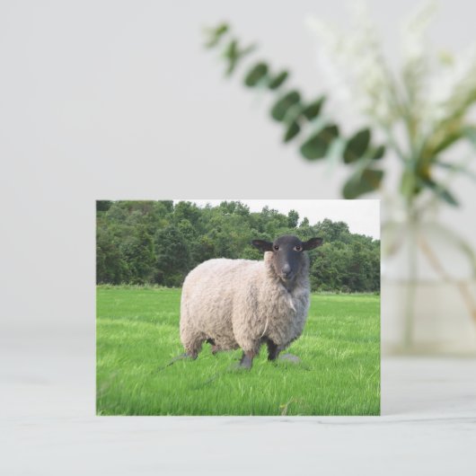 Sheal Postkarte (Stehend Vorderseite)