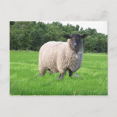 Sheal Postkarte (Vorderseite)