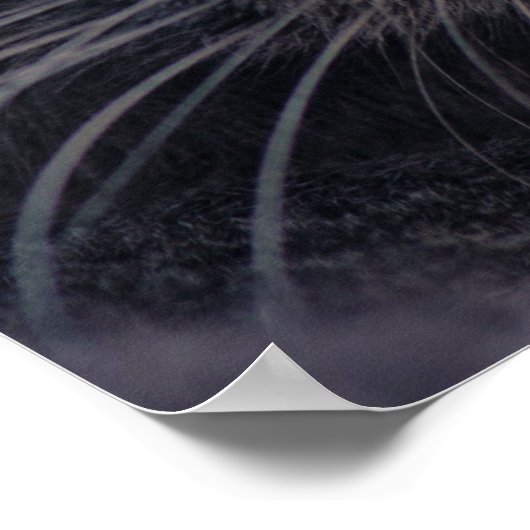 Sheba Cat Poster (Ecke)