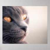 Sheba Cat Poster (Vorne)