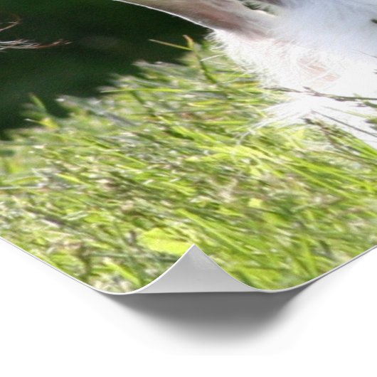 Sheeba - Crestie Showoff Poster (Ecke)