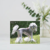 Sheeba - Crestie Showoff Postkarte (Stehend Vorderseite)