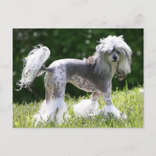 Sheeba - Crestie Showoff Postkarte (Vorderseite)