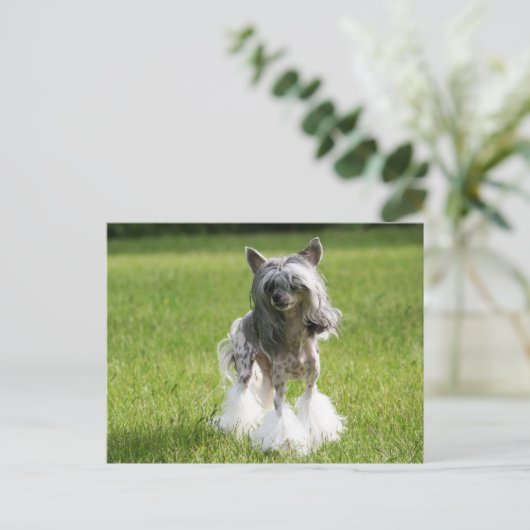 Sheeba Green Grass Postkarte (Stehend Vorderseite)