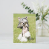 Sheeba Pointing Postkarte (Stehend Vorderseite)