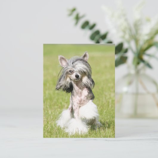 Sheeba Pointing Postkarte (Stehend Vorderseite)