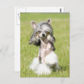 Sheeba Pointing Postkarte (Vorne/Hinten)