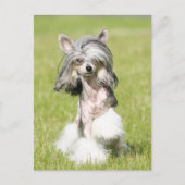 Sheeba Pointing Postkarte (Vorderseite)