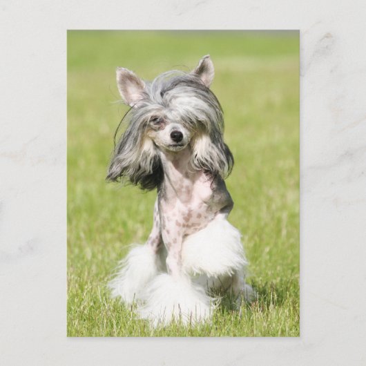 Sheeba Pointing Postkarte (Vorderseite)