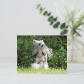 Sheeba sieht auf postkarte (Stehend Vorderseite)