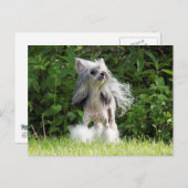 Sheeba sieht auf postkarte (Vorne/Hinten)