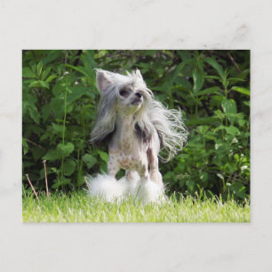 Sheeba sieht auf postkarte