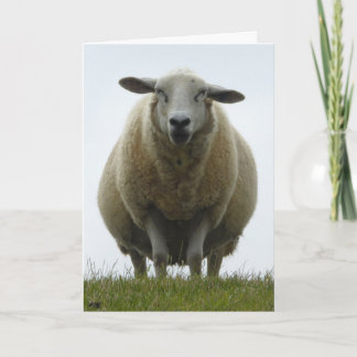 Sheep Apology Card Karte