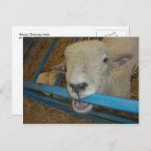 Sheep Chewing Gate Postkarte (Vorne/Hinten)