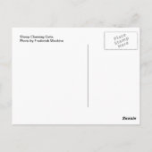 Sheep Chewing Gate Postkarte (Rückseite)