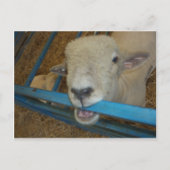 Sheep Chewing Gate Postkarte (Vorderseite)