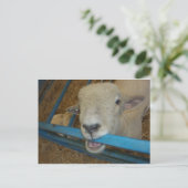 Sheep Chewing Gate Postkarte (Stehend Vorderseite)