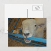 Sheep Chewing Gate Postkarte (Vorne/Hinten)