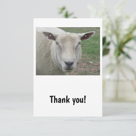 Sheep Design Danke Karte (Stehend Vorderseite)