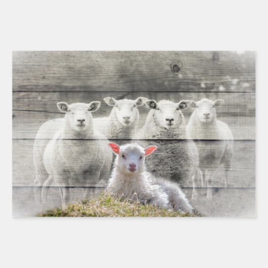 Sheep Flock Baby Lamb Geschenkpapier Set (Vorderseite 3)