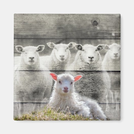 Sheep Flock Baby Lamb Magnet (Vorne)