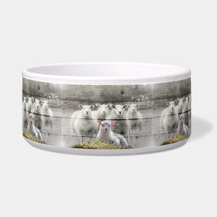 Sheep Flock Baby Lamb Napf