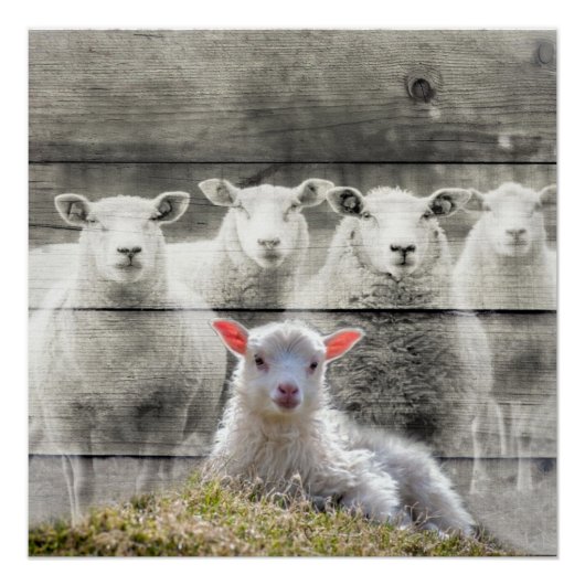 Sheep Flock Baby Lamb Poster (Vorderseite)