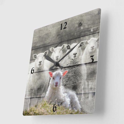 Sheep Flock Baby Lamb Quadratische Wanduhr (Winkel)